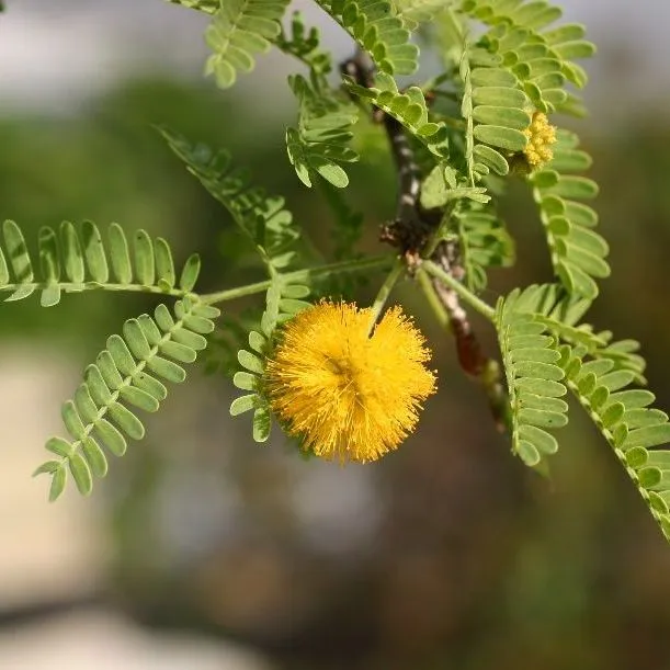 thumbnail for publication: Vachellia farnesiana var. farnesiana: Sweet Acacia